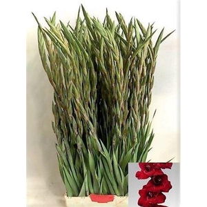 Gladiolus Gr Fat Boy