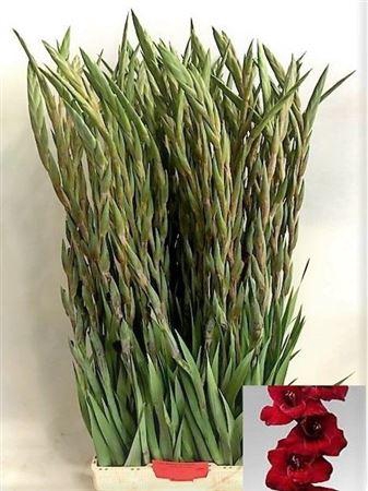 <h4>Gladiolus Gr Fat Boy</h4>