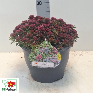 SEDUM SPU SPOT D ROS