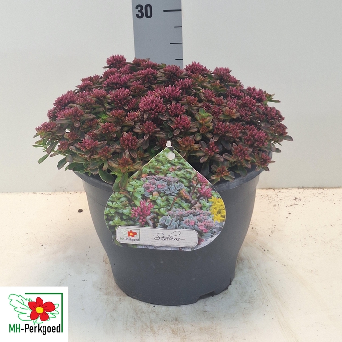 <h4>SEDUM SPU SPOT D ROS</h4>
