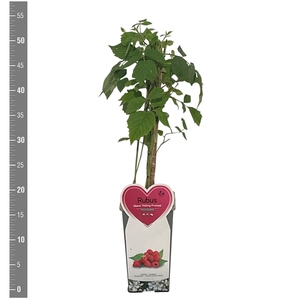 Kleinfruit Rubus i. Malling Promise Zomer 2 liter (framboos)