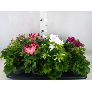 Pelargonium gran.   ...mix