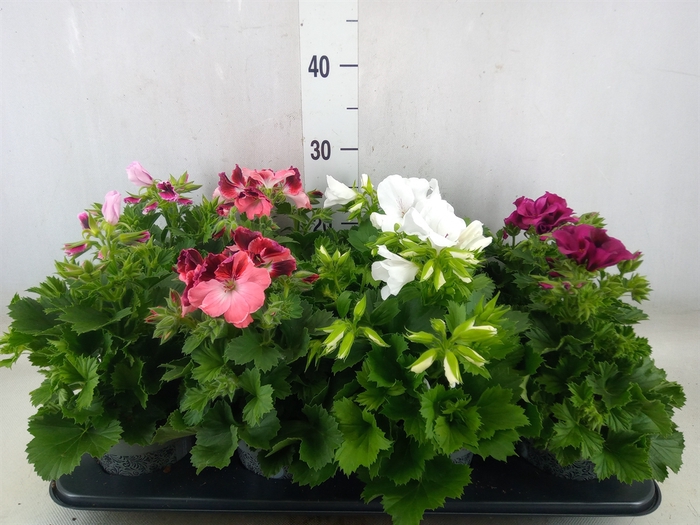 <h4>Pelargonium gran.   ...mix</h4>