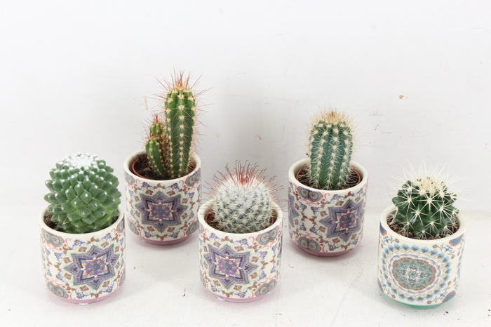 <h4>arr3 UB - Ker. marrakesh cactus</h4>