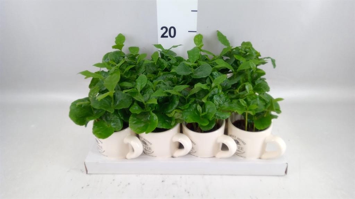 <h4>Coffea arabica</h4>