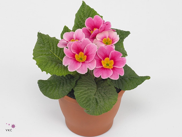 PRIM AC APFELB REVOL