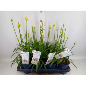Agapanthus  'Amourette Superb Whit'