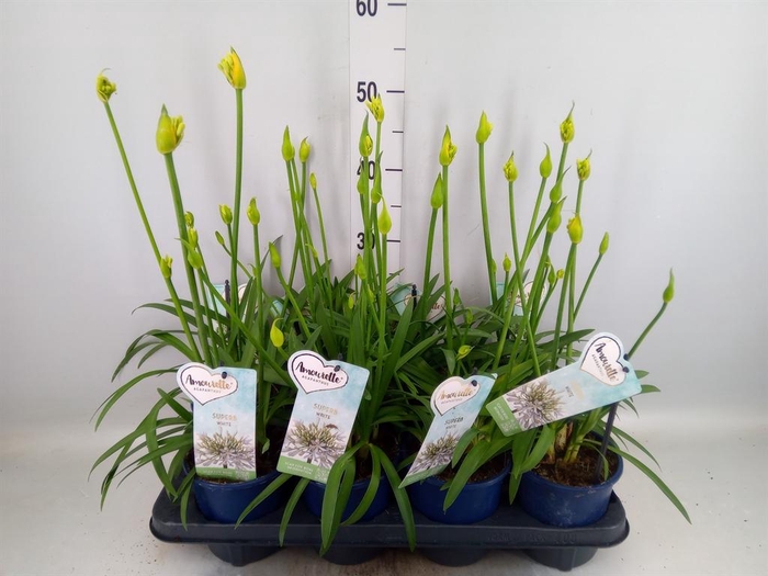 <h4>Agapanthus  'Amourette Superb Whit'</h4>