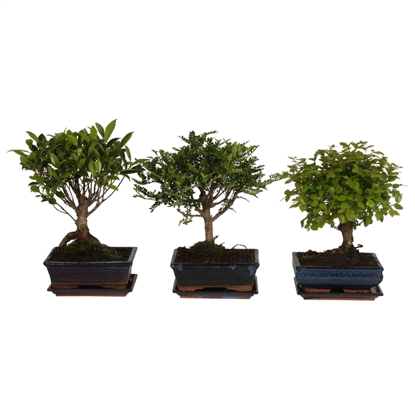 <h4>Bonsai Mixed in ø20cm Ceramic Ball with Saucer</h4>