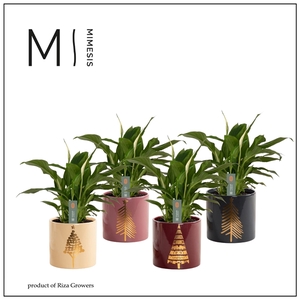 Mimesis Spathiphyllum Chopin - 9 cm in Manon - Rich Love