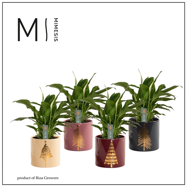 <h4>Spathiphyllum 'Chopin'</h4>