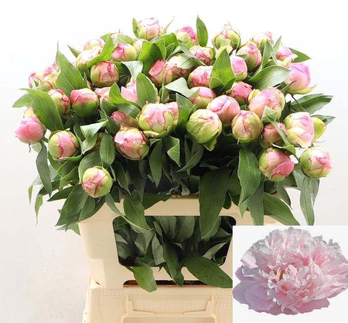 <h4>PAEO L CATH FONTIJN</h4>