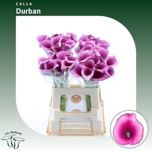 Calla Durban