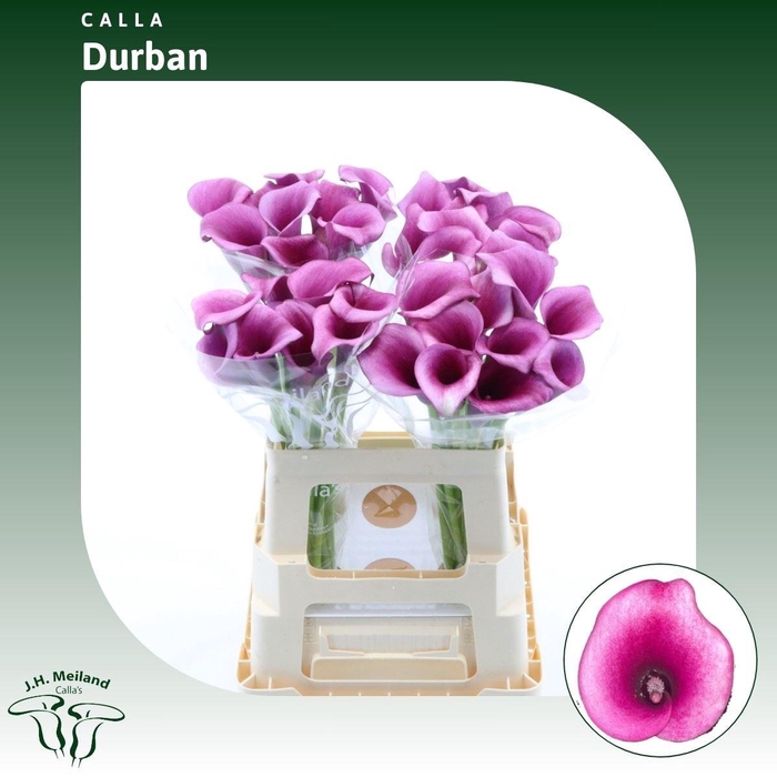 <h4>Calla Durban</h4>
