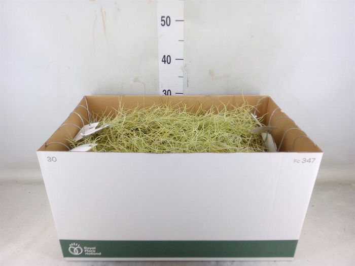 <h4>Tillandsia usneoides</h4>