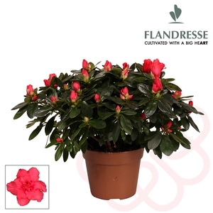 Azalea Flandresse® 'rood' 30 - 32 cm