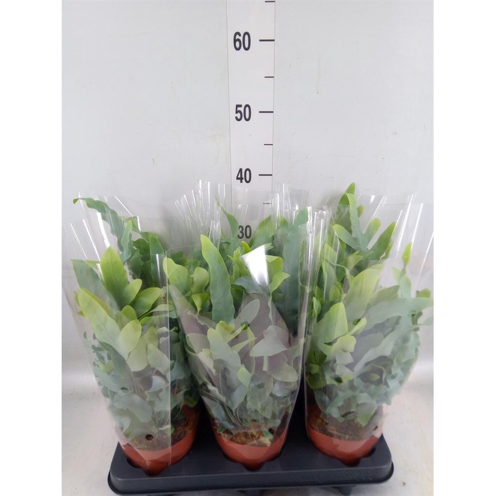 <h4>Phlebodium aureum 'Blue Star'</h4>