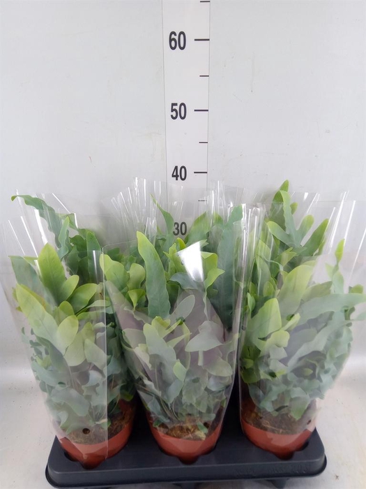 <h4>Phlebodium aureum 'Blue Star'</h4>