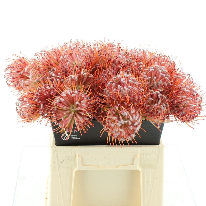 Leuco Scarlet Ribbon