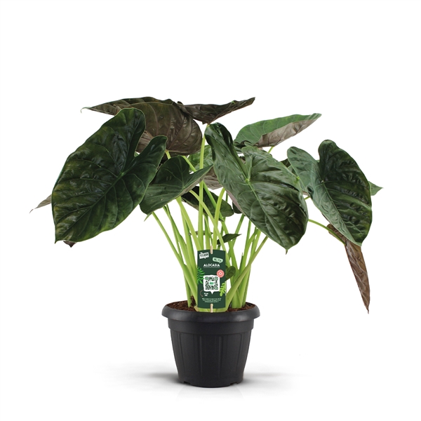 <h4>Alocasia Wentii Decopot</h4>