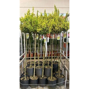 ** Euonymus Fortunei Stammen * Spring Deal *
