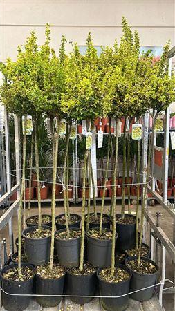 <h4>** Euonymus Fortunei Stammen * Spring Deal *</h4>