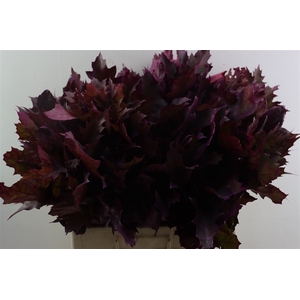 Quercus Rubra Frosted Erica