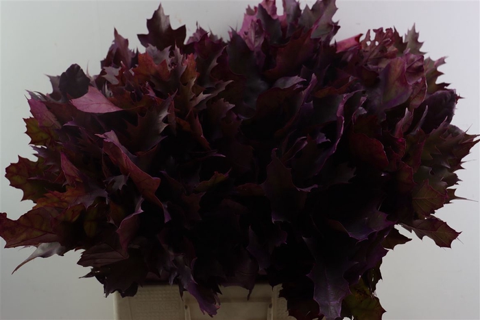<h4>Quercus Rubra Frosted Erica</h4>