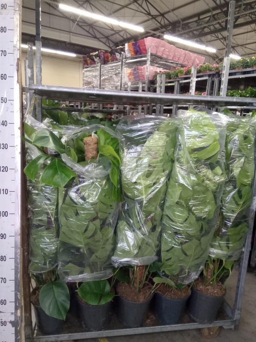 <h4>Monstera pertusum</h4>
