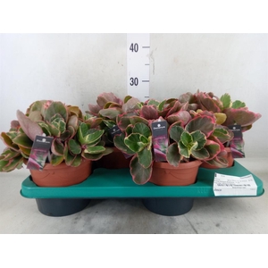 Kalanchoe NF thyrsiflora