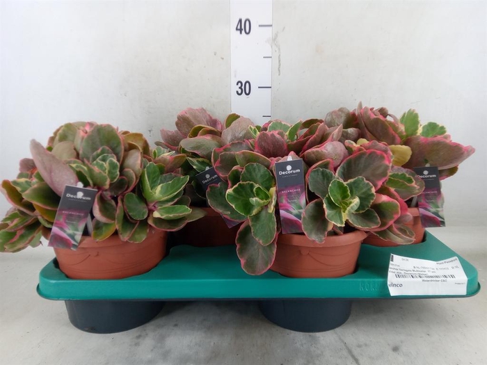 <h4>Kalanchoe NF thyrsiflora</h4>