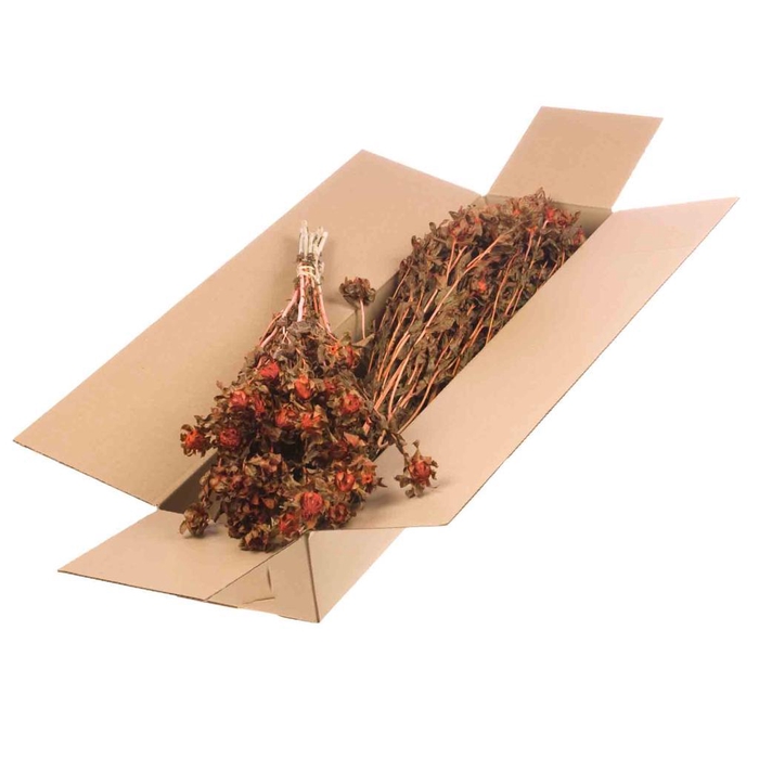 <h4>Bidens (carthamus) Sb Burnt Orange</h4>