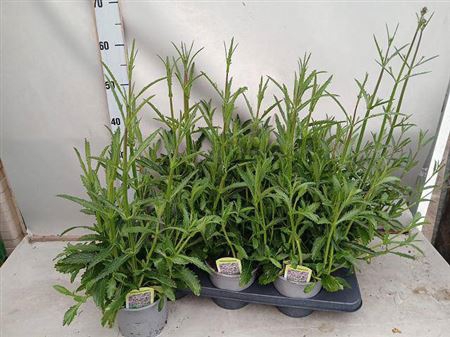 <h4>Verbena Bonariensis</h4>