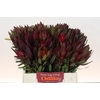 Leucadendron Saf Sunset Dark R.