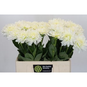 Dahlia Karma M. Zwaan