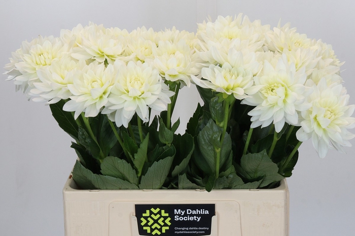 <h4>Dahlia Karma M. Zwaan</h4>