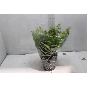 ASPARGO ALFINETE P17