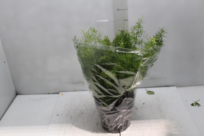 <h4>ASPARGO ALFINETE P17</h4>