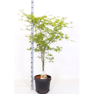 ACER PALMATUM
