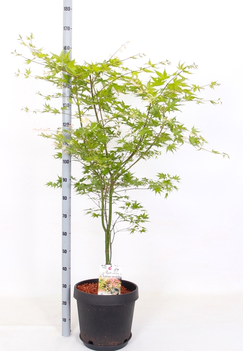 <h4>ACER PALMATUM</h4>