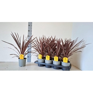 CORD AUS RED STAR