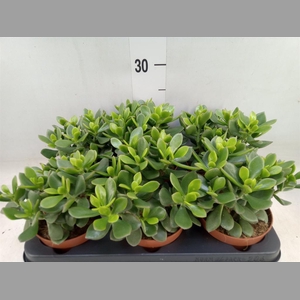 Crassula  'Minova Magic'