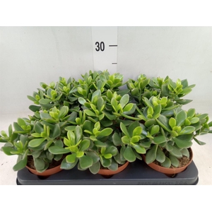 Crassula  'Minova Magic'