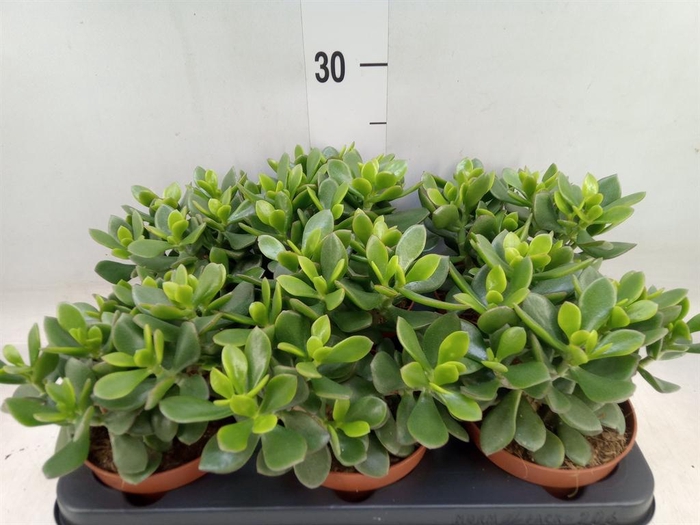 <h4>Crassula  'Minova Magic'</h4>