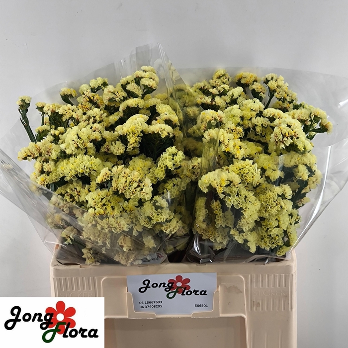 <h4>LIM S GLOSSY WINGS</h4>