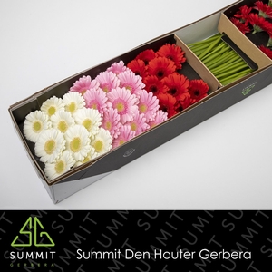 Germini Mix Rood Roze Wit Doos