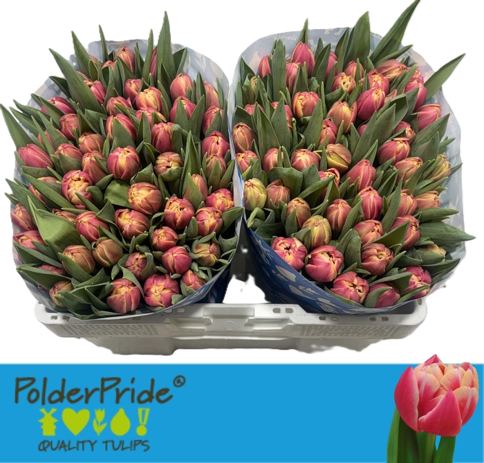 <h4>TU DU COLUMBUS</h4>