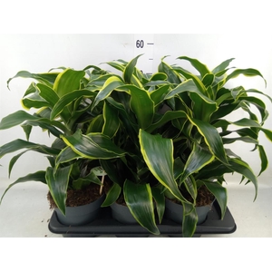 Dracaena frag. 'Dorado'