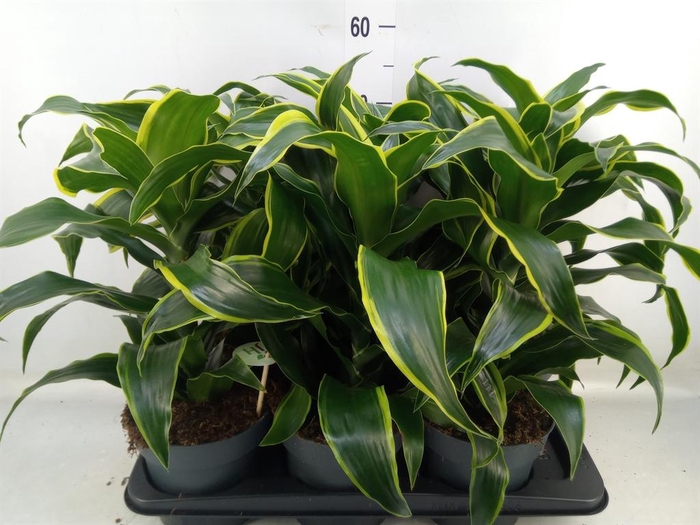 <h4>Dracaena frag. 'Dorado'</h4>