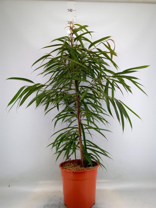 <h4>Ficus binn. 'Alii'</h4>